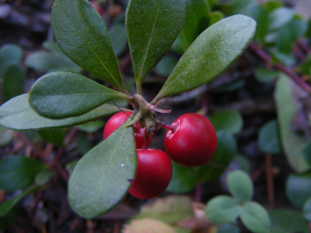 Arctostaphylos uva-ursi