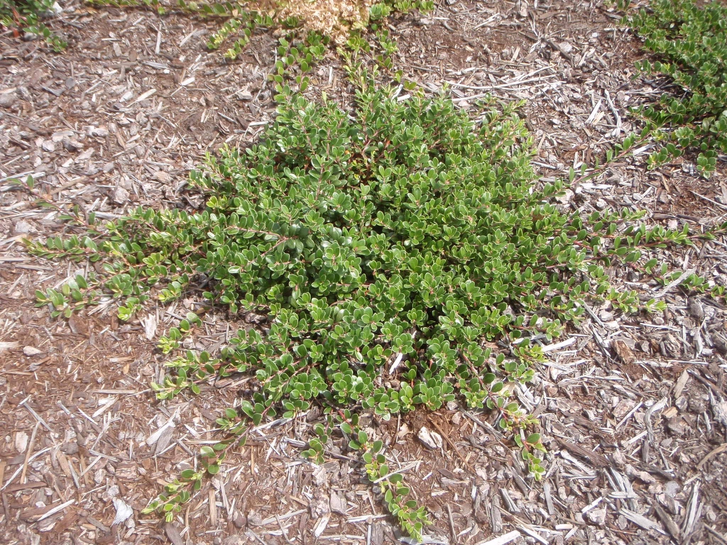 Arctostaphylos uva-ursi