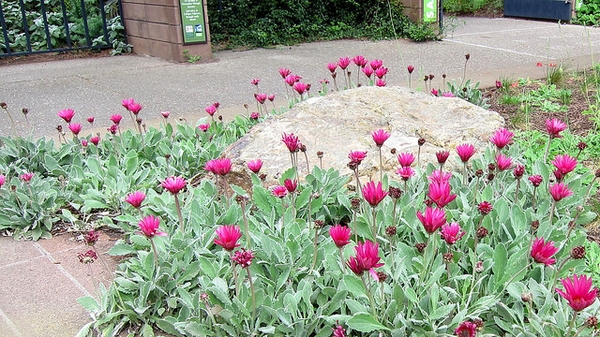 Group of hybrids planted in the ground