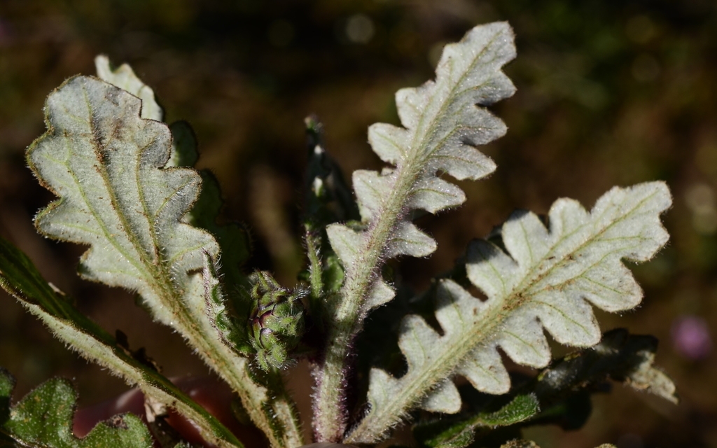 Back side of lobed leaf with white hairs
