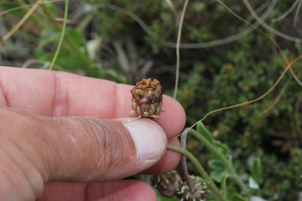 Brown capsule forming