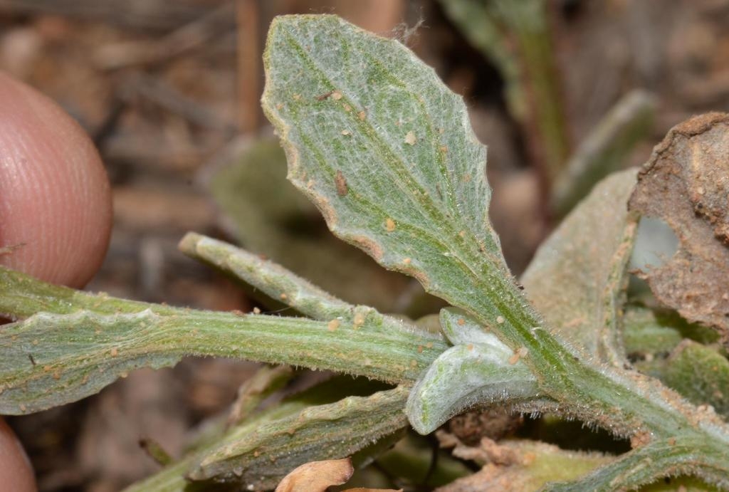 Leaf showing the white haires