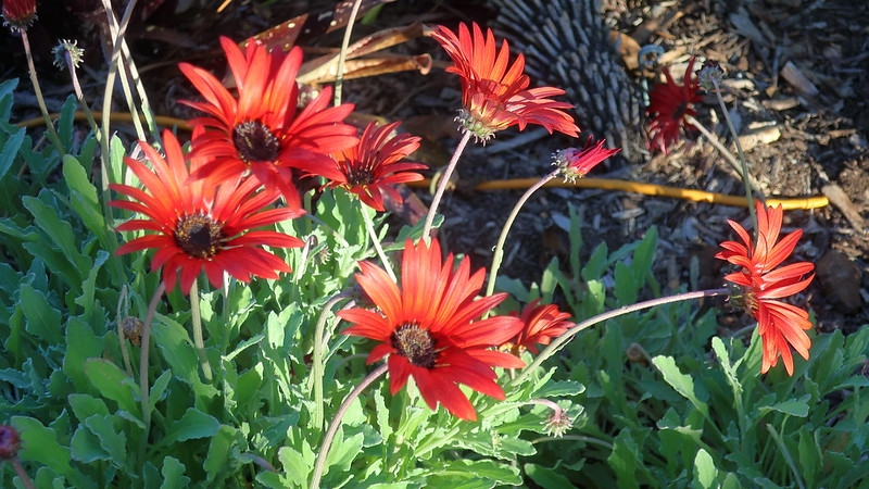 Orange daisy flowers.