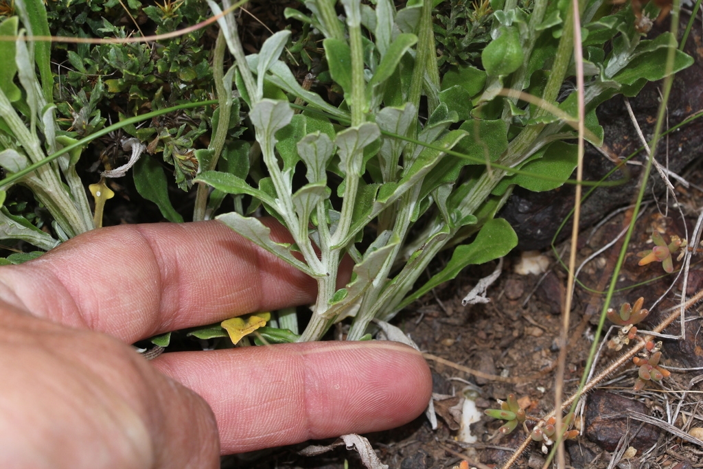 Silvery stem and leaves