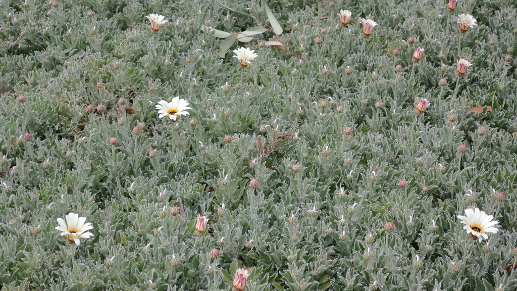 flower and form