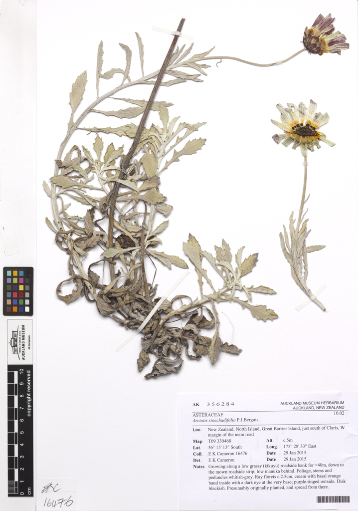 flower and form