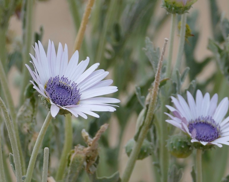 Pale purple daisy flowers over silvery foliage.