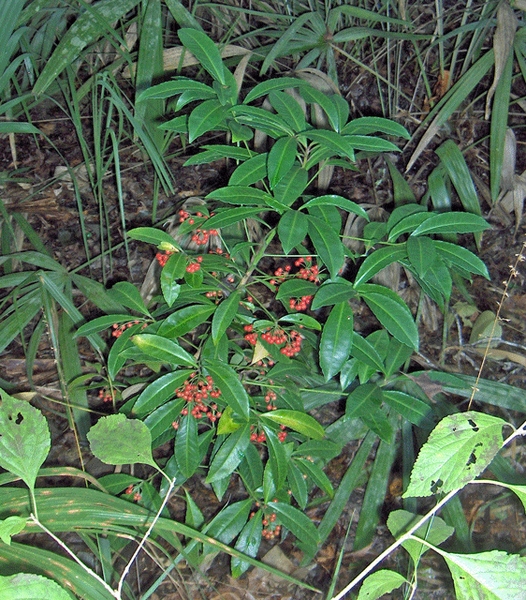 Ardisia crenata