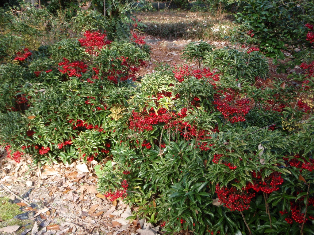 Ardisia crenata