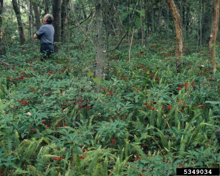 Spreading in a woods