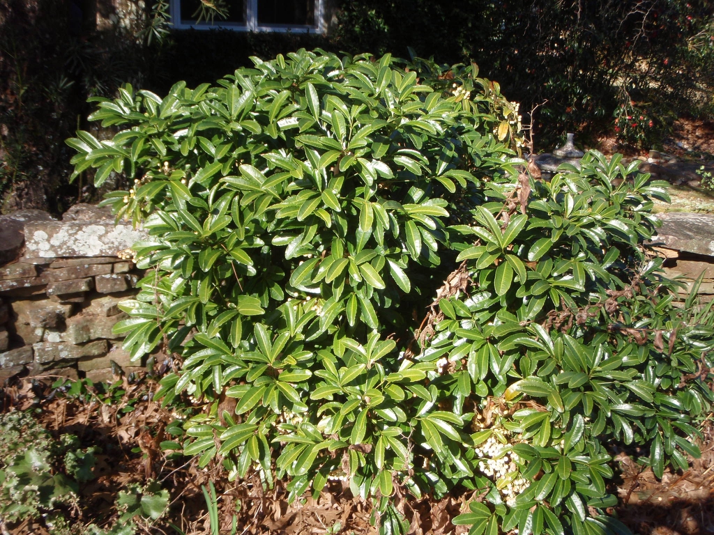 Ardisia crenata