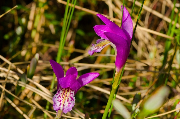 Arethusa bulbosa