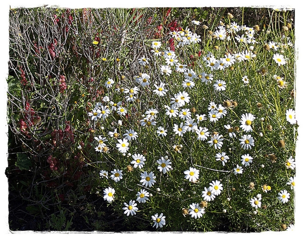 Argyranthemum foeniculaceum