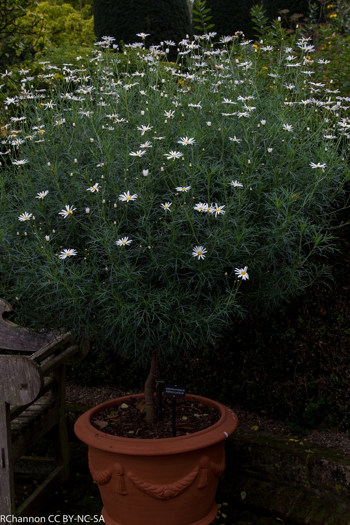 Argyranthemum foeniculaceum