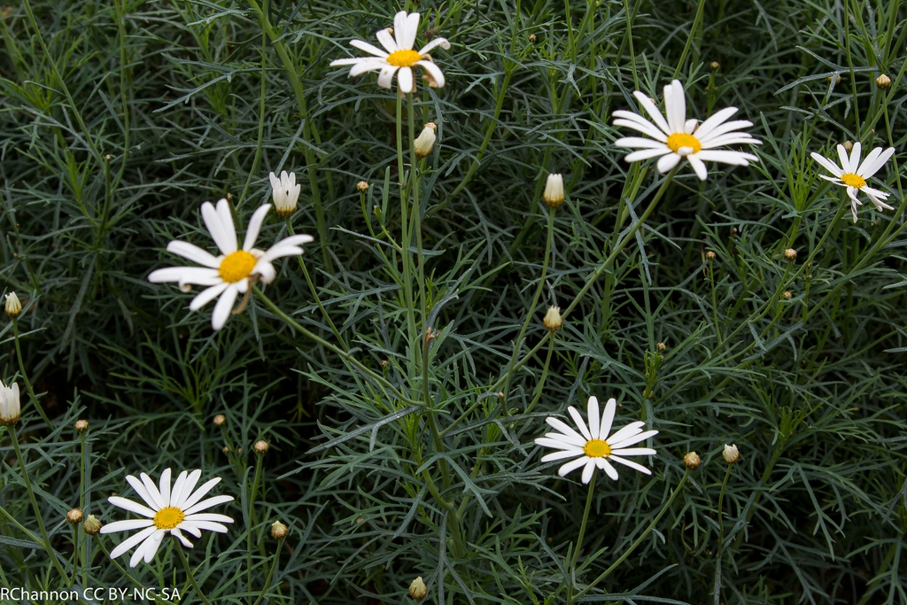 Argyranthemum foeniculaceum
