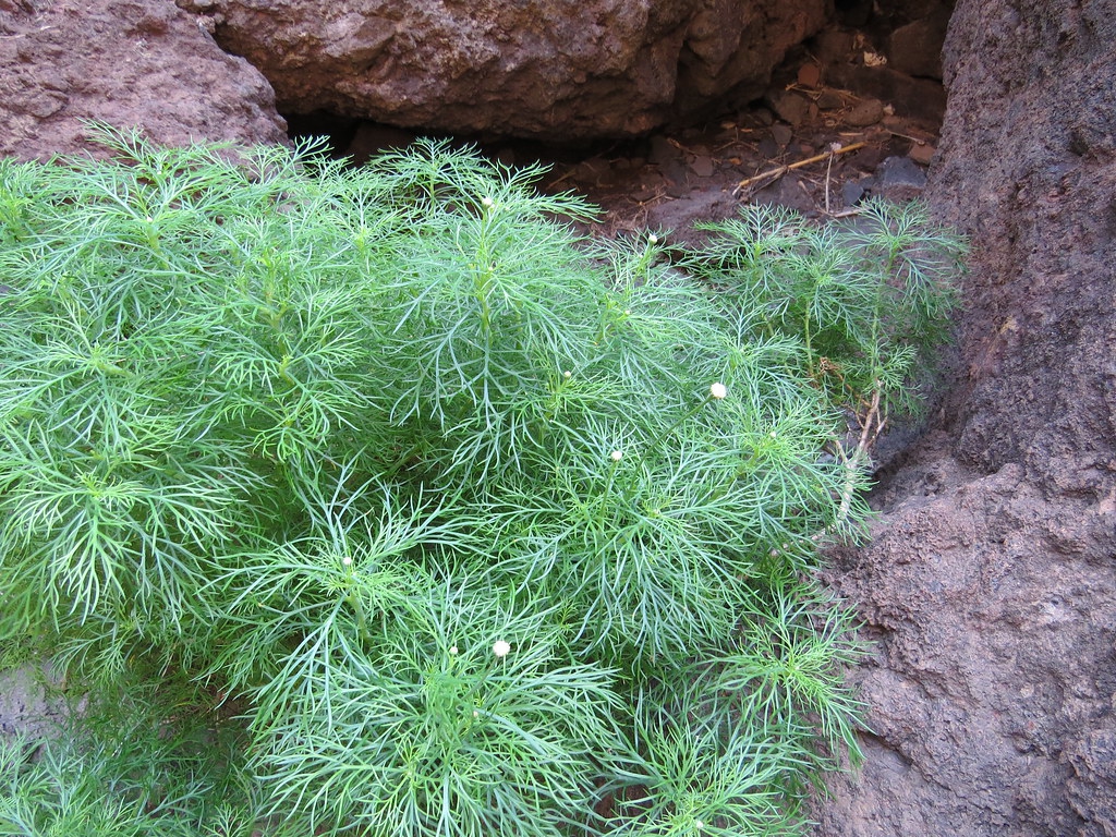 Argyranthemum foeniculaceum