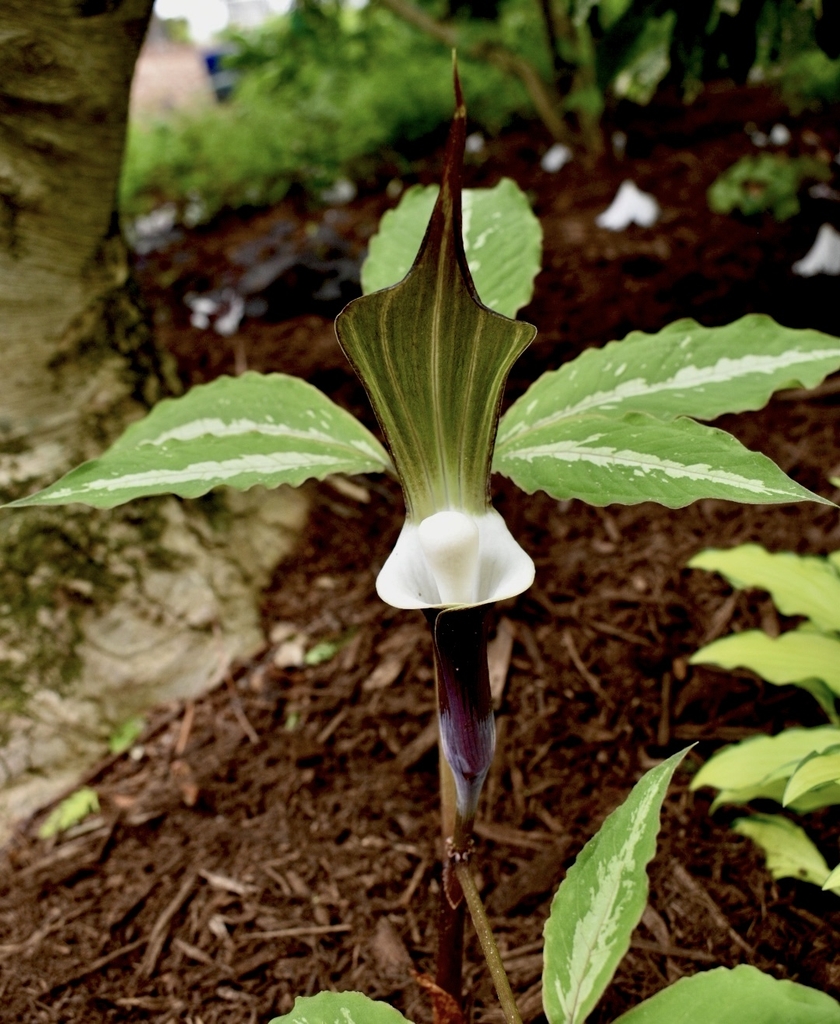 Purple spathe with white club shaped spadix