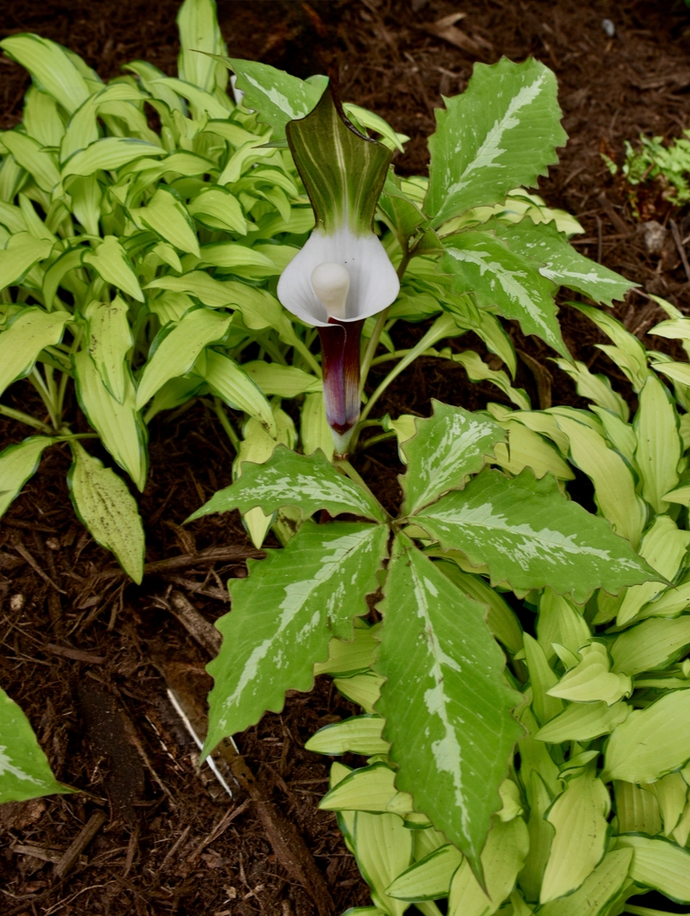 white cup, large hood with purple, green and white stripes