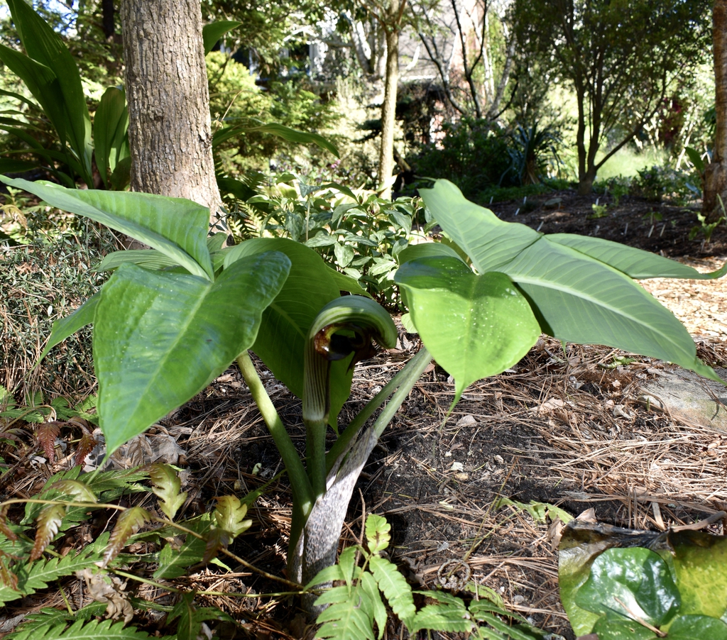 Plant with a pair of compound leaves & erect spathe.