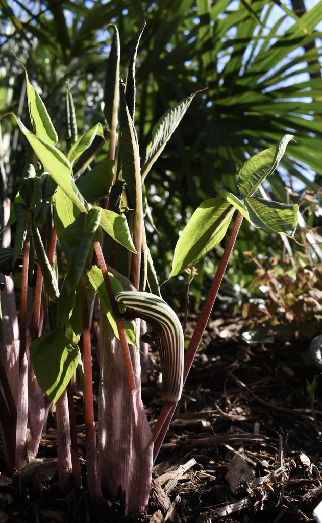 Emerging leaves & erect spathe with green & purple stripes.