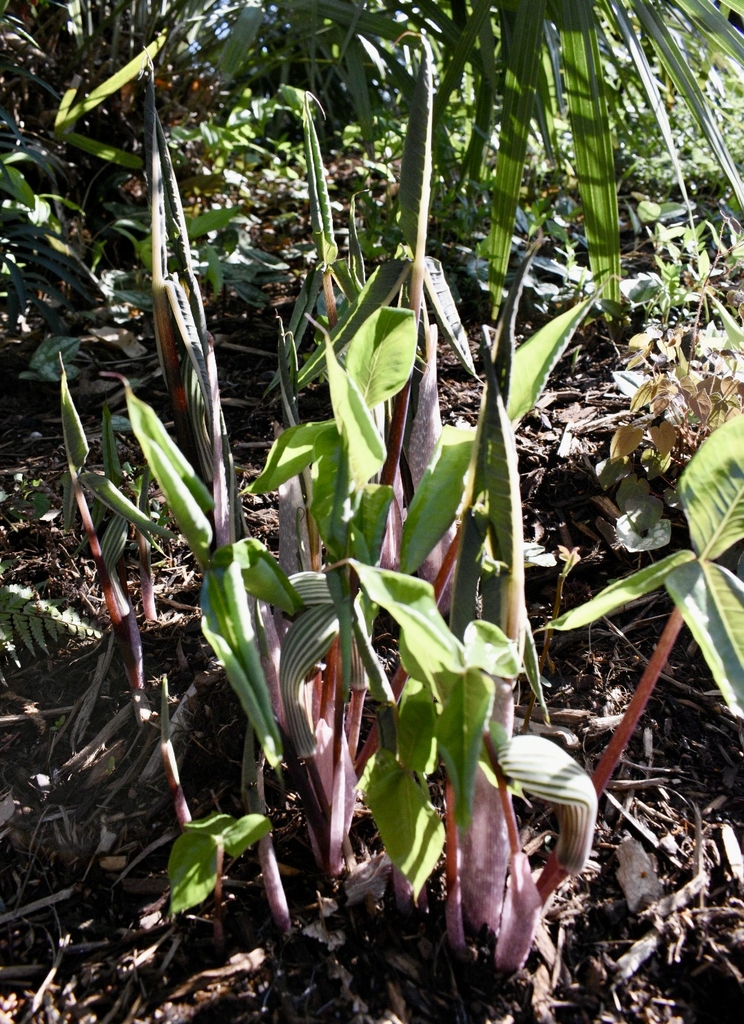 Emerging leaves & erect spathe with green & purple stripes.