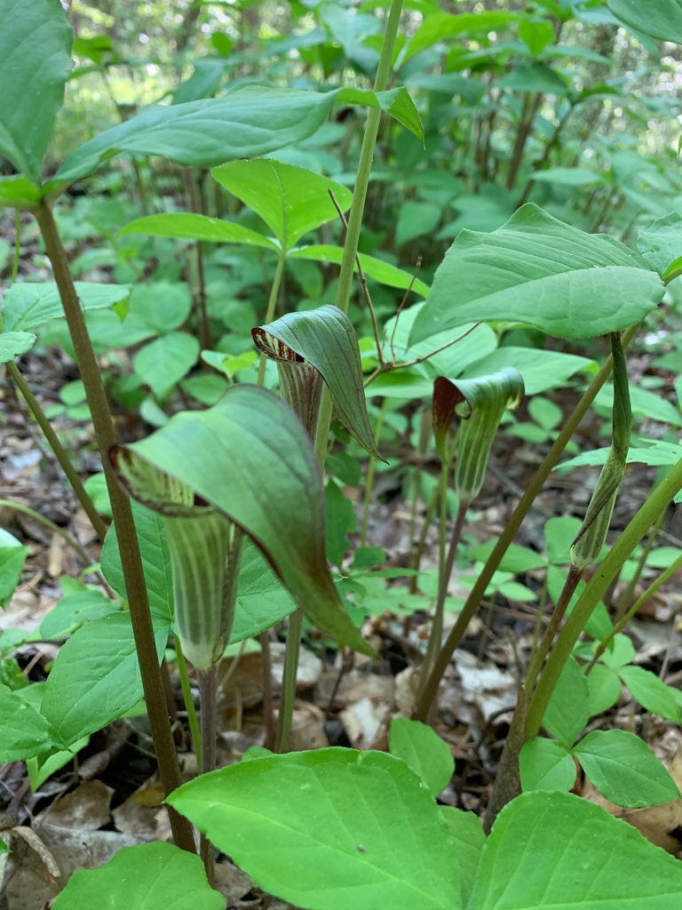 spring flower, Union County, NC