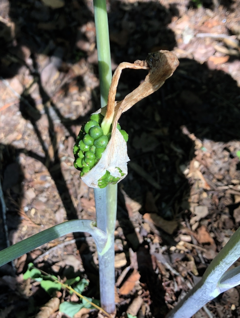 Green Berries - June - Wake Co., NC