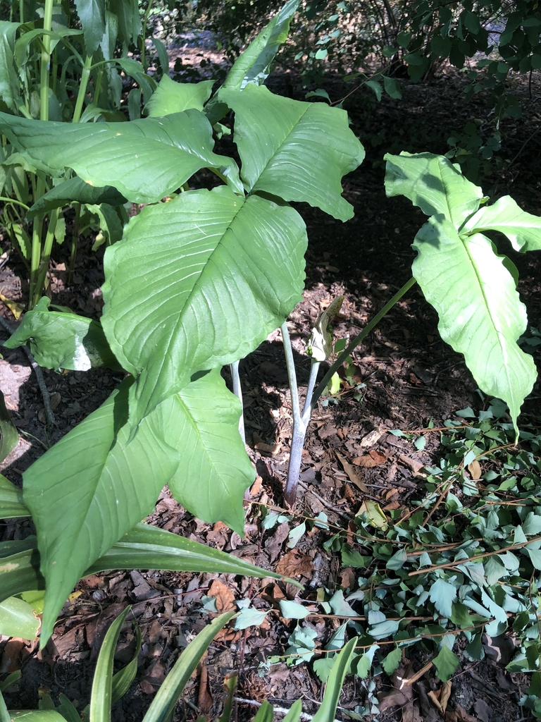 Form - June - Wake Co., NC