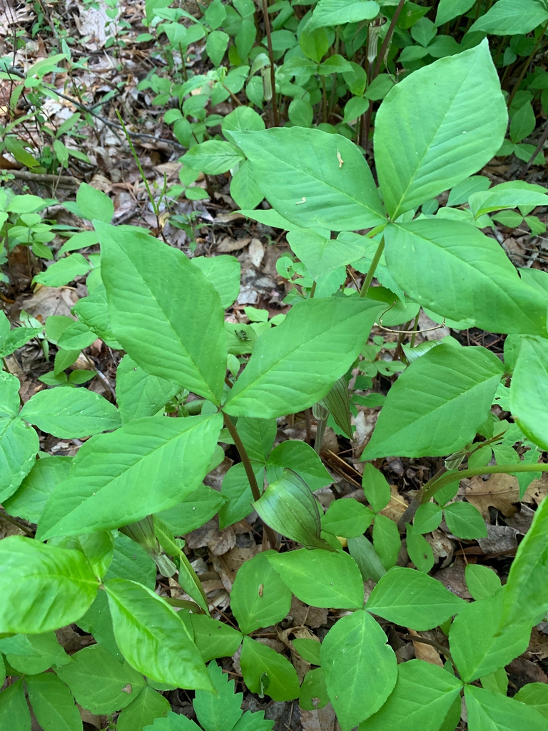 spring leaves, Union County, NC