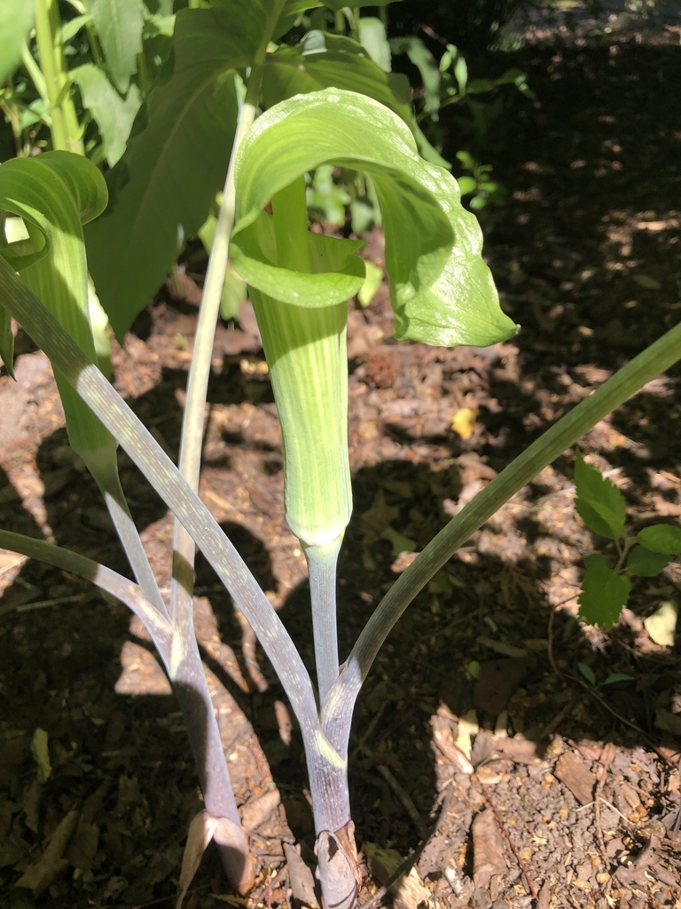 Flower - May 10 - Wake Co., NC