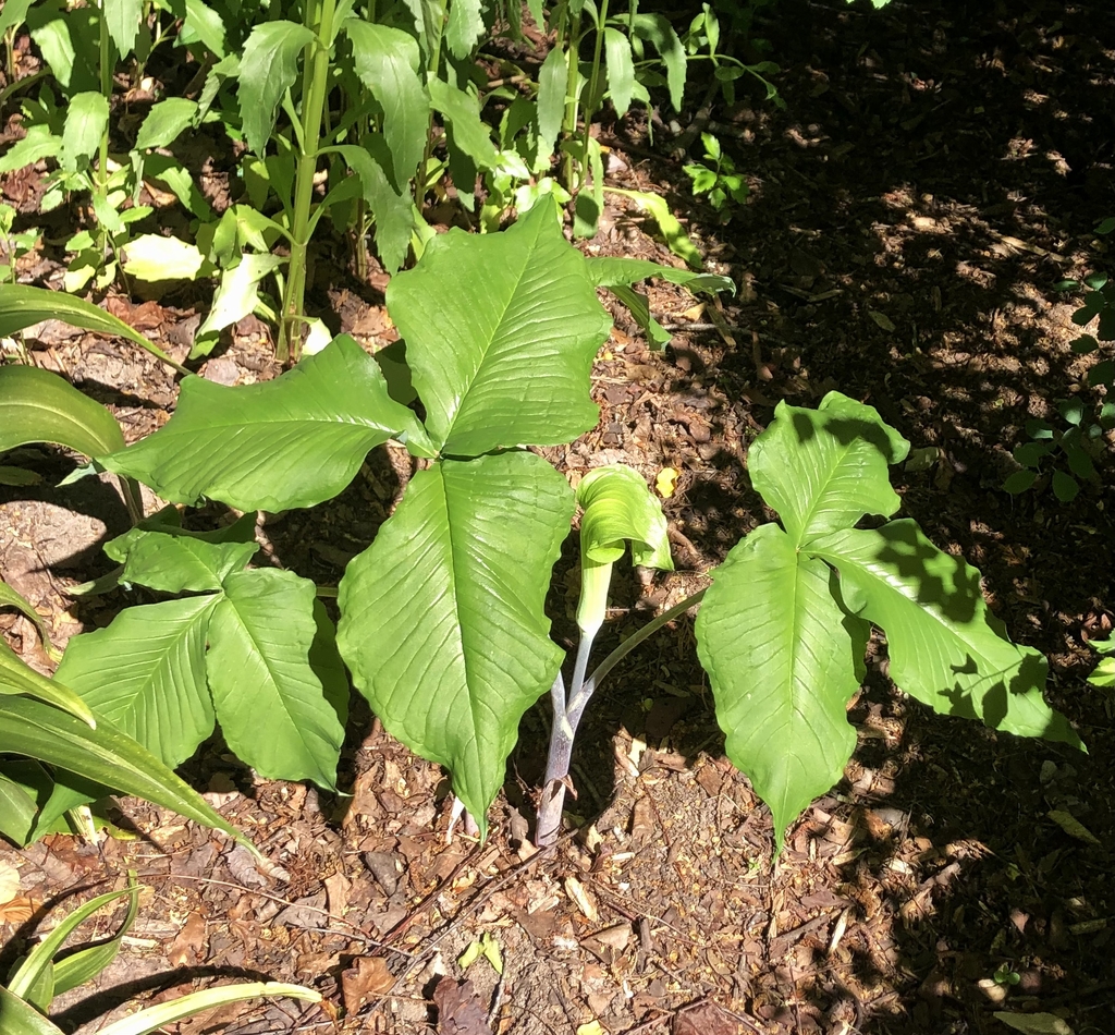 Form - May 10 - Wake Co., NC