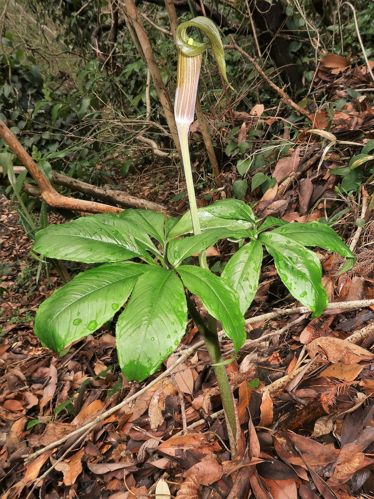 Pair of compound leaves & inflorescence arising from leaf litter