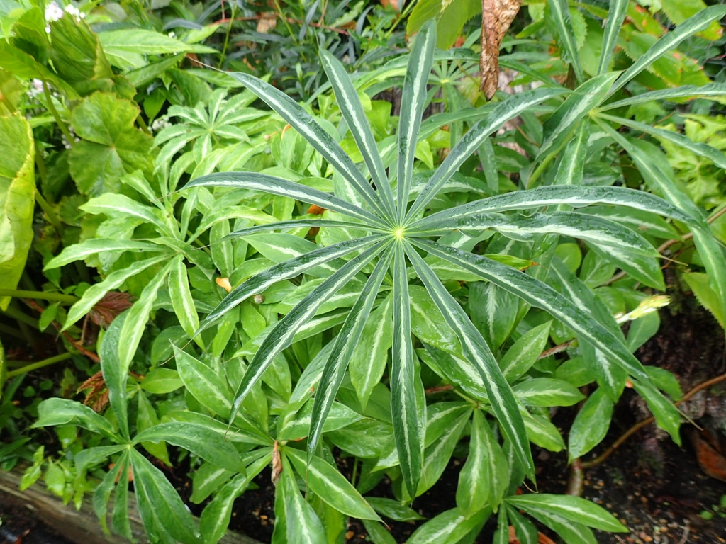 Green palmately compound leaves with silvery midveins