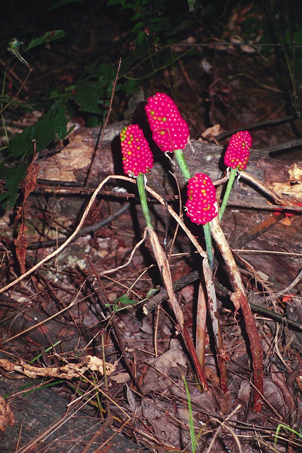 4 erect, leafless stalks bearing spikes of red berries.