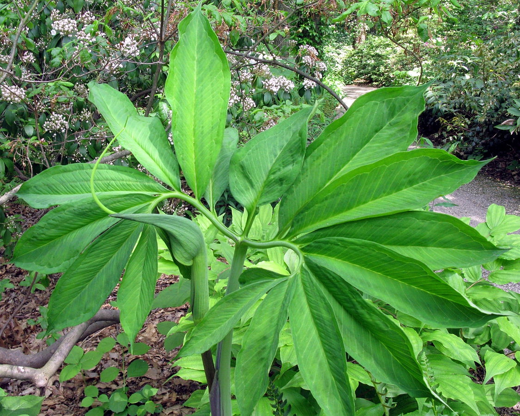 Arisaema draconitum