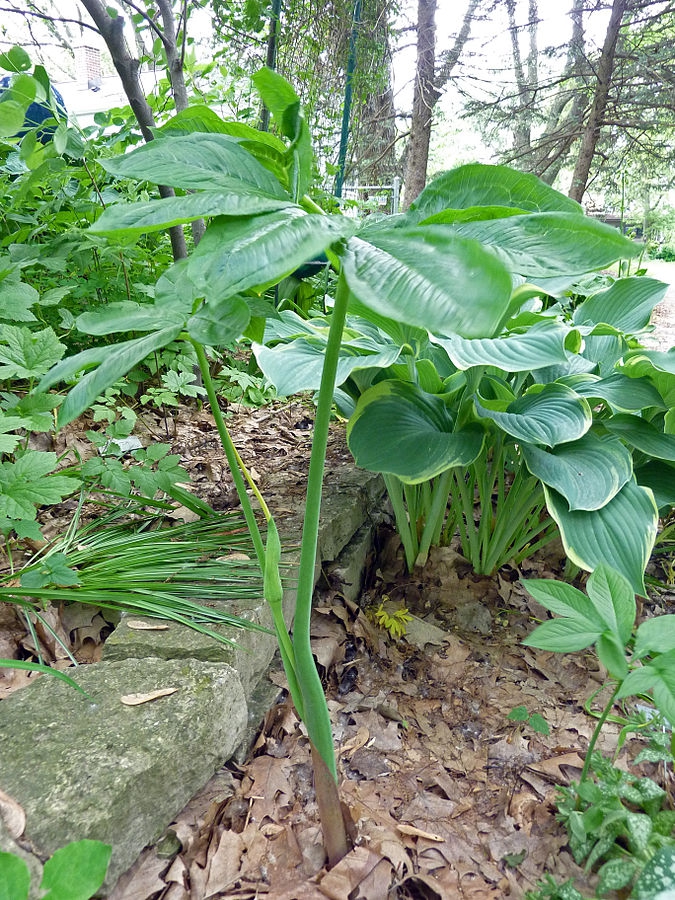 Plant with 2 large compound leaves & young inflorescence.