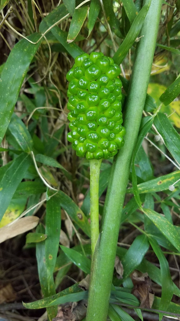 Erect spike of densely arranged green berries.