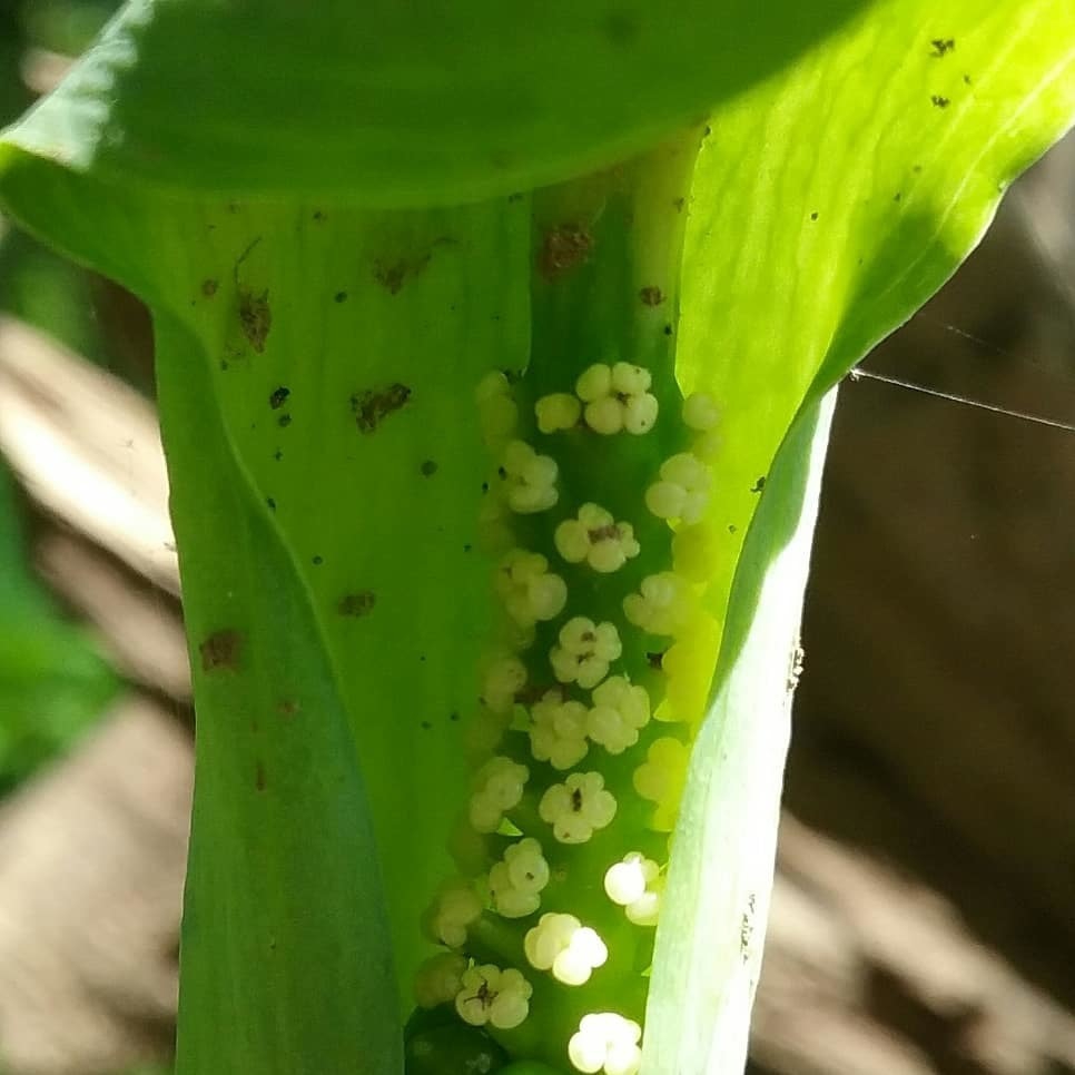 Close up of tiny flowers on spadix and surrounded by the spathe