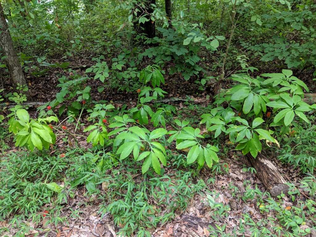 A woodland scene with many plants with characteristic leaves.