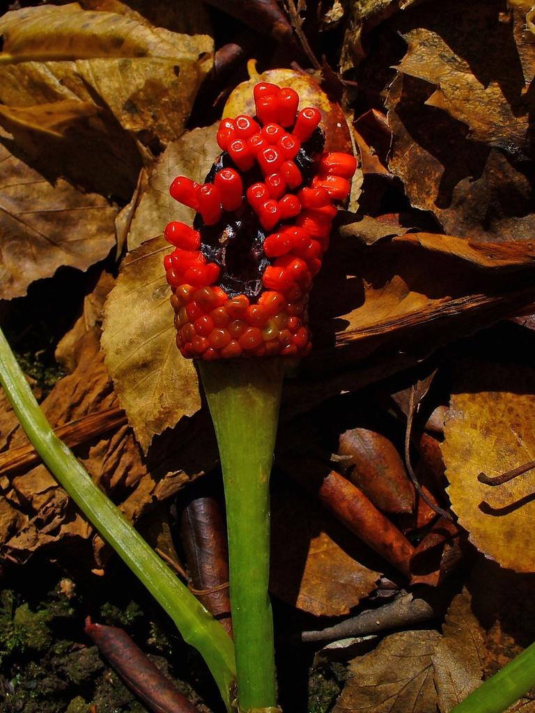 A spike of red, round berries