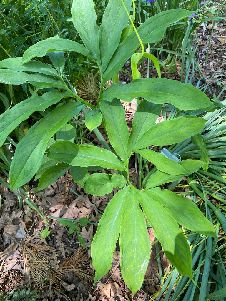 A pair of large, compound leaves.