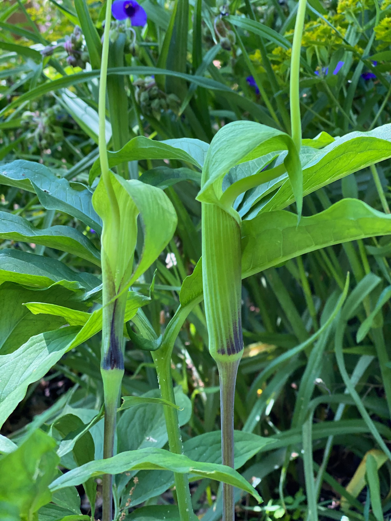 2 erect spathes with purple bases; long green spadices exserted