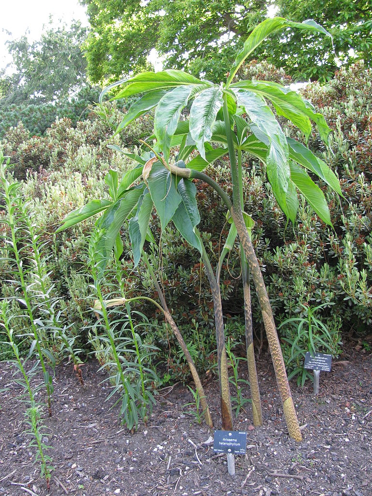 Large plant & old inflorescences emerging from garden bed.