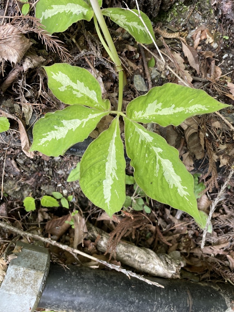 Compound leaf with green leaflets with silvery midvein markings