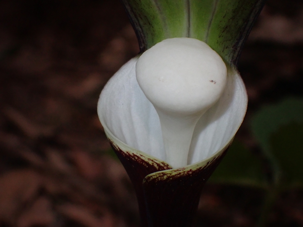 Close up of white roundish spadix