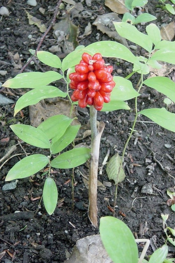 Arisaema triphyllum