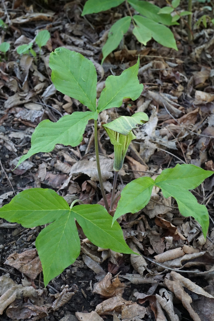 Arisaema triphyllum