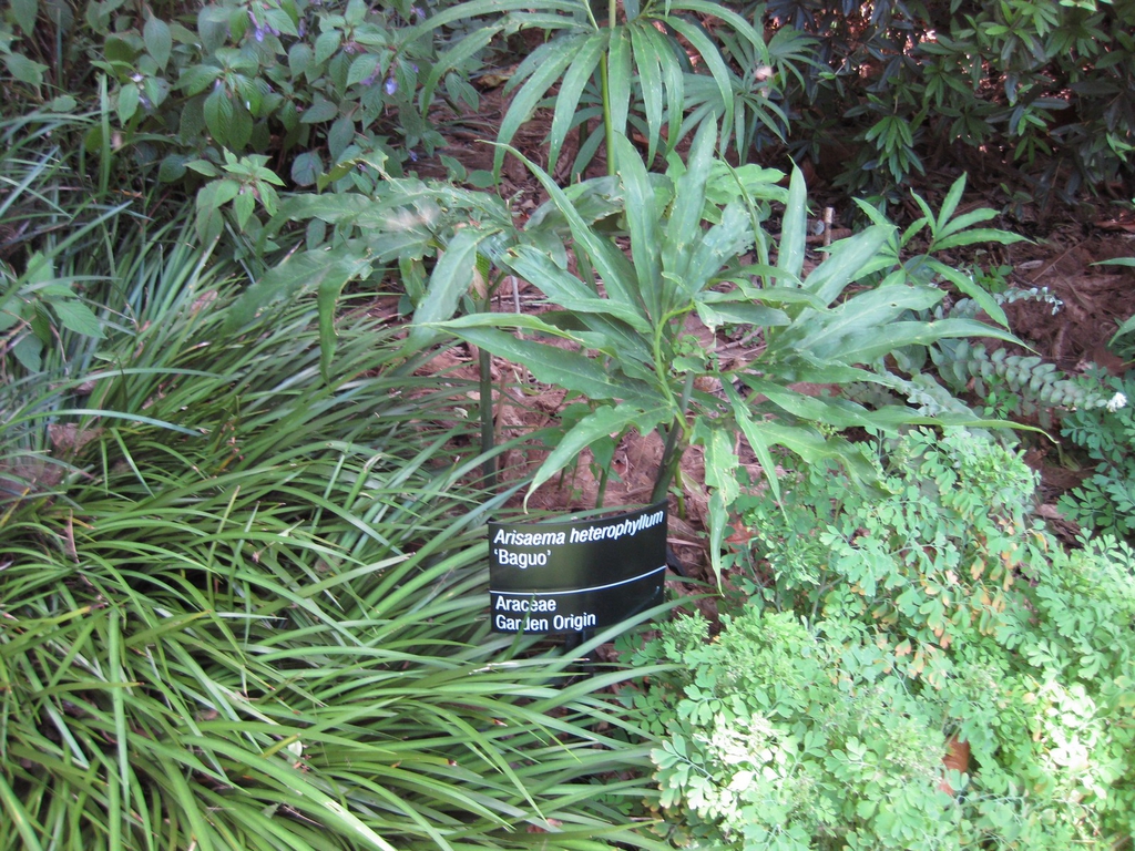 Garden plant with compound leaves & narrow leaflets.