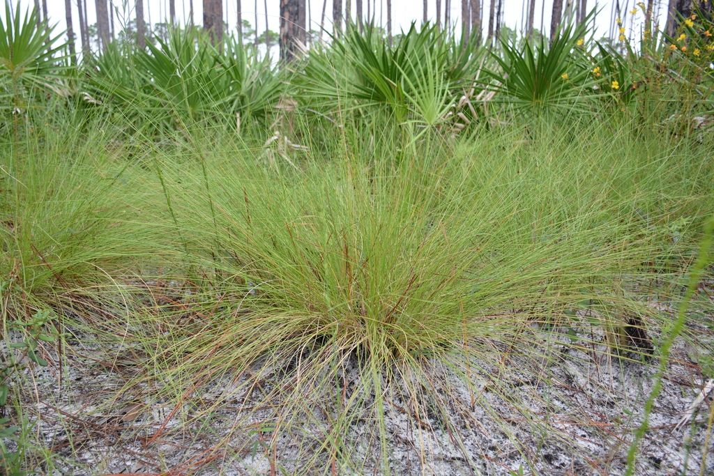 Form