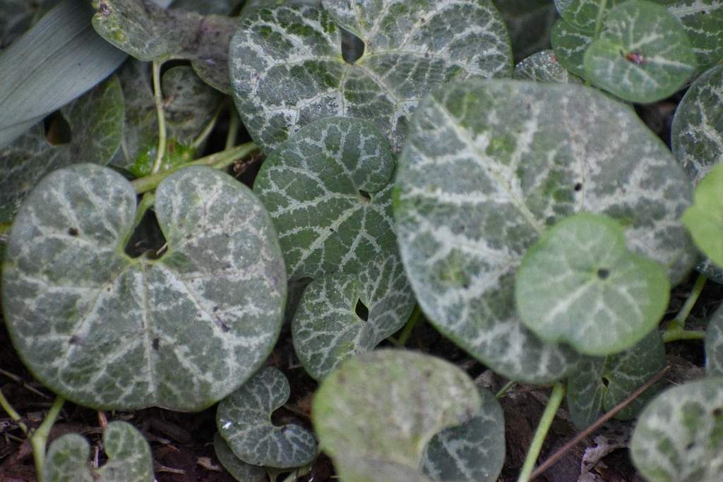 Leaves
